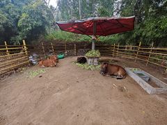 -横沥牛庄(总店)