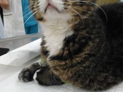 -瑞派·关忠动物医院·异宠专科·犬猫肿瘤·皮肤专科(望京店)