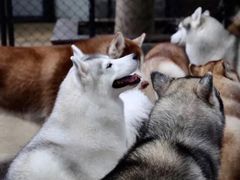-TrueLove @ Neverland (Husky Cafe)