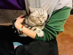 -猫猫幼稚园·撸猫·桌游·电玩
