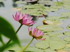 -国家植物园