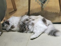 -藏猫猫咖啡主题馆(中央大道店)