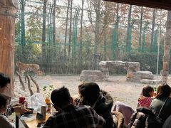 -上海野生动物园老虎餐厅