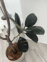 -HEYAN荷妍专业脱毛连锁机构