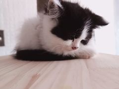 -平行世界·猫咖(首经贸店)