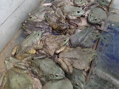 -活鱼馆(宜兴埠店)