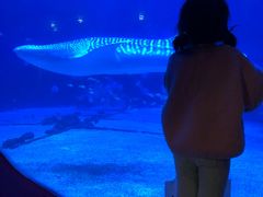 -烟台海昌鲸鲨海洋公园