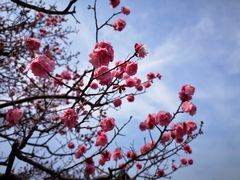 -醍醐寺