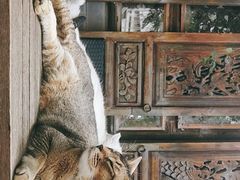 -喵屿·大理花园猫咖
