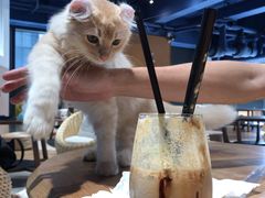 -瞄一喵猫咖(格力海岸店)