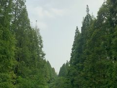 -黄海国家森林公园