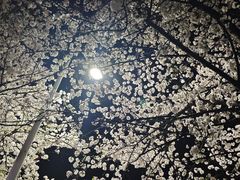 -高东镇樱花园