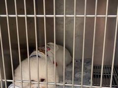 -瑞派康怡24h宠物医院·犬猫医疗中心·微创绝育(瑞景分院)
