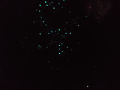 -怀托摩萤火虫洞