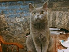 -猫色咖啡·猫咖