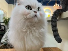 -猫小院猫主题餐厅(南锣旗舰店)