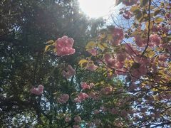 -武汉大学-樱园