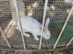 -福建鲤鱼洲酒店