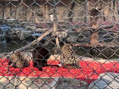 -北京野生动物园