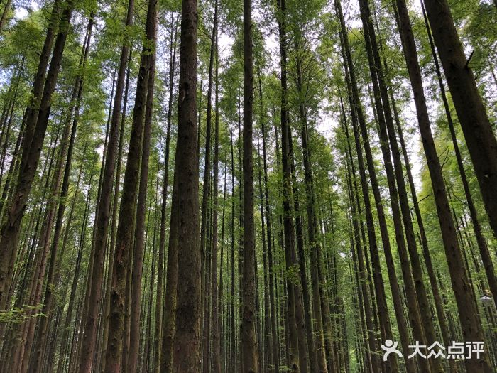 山王坪喀斯特国家生态公园图片