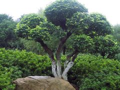 -昆山城市生态森林公园