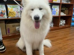 -瑞派动物医院·绝育·犬猫全科·预防医学(光景江南中店)