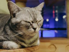 -more than meow吴止猫主题餐厅(承德 中船汇店)