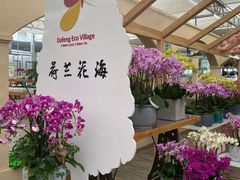 -荷兰花海