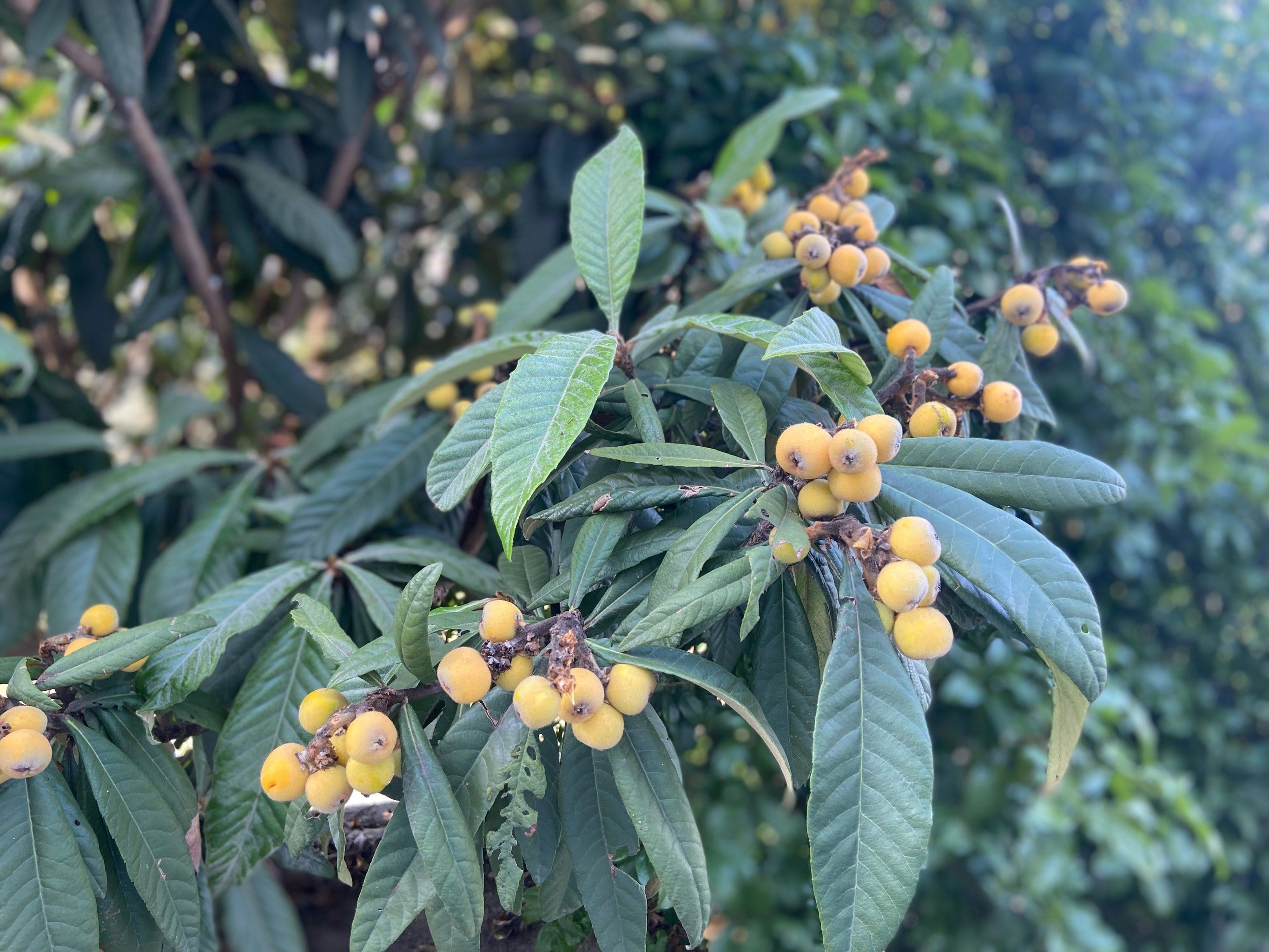 五月里的水枇杷果