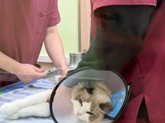 -瑞鹏宠物医院·宠保定点·心脏科·内科(御桥分院)