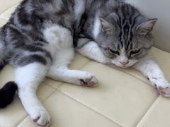 -圣宠动物医院·犬猫专科·影像中心·外科中心