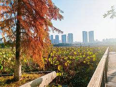 -月湖风景区