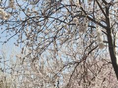 -桃花堤公园