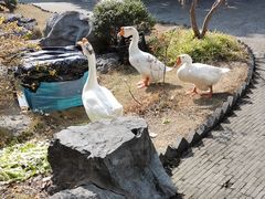 -日出青木