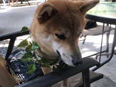 -柴犬高等学院·狗咖·柴犬售卖·宠物训练