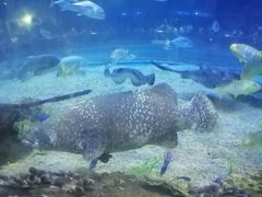 -华夏文旅海洋公园