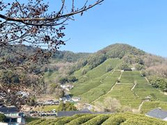-龙井村