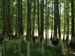 -桤木河湿地公园