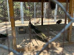 -长白岛森林公园