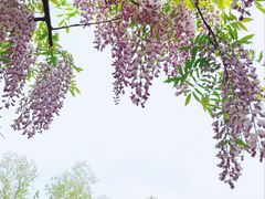 -嘉定紫藤园