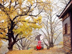 -千年银杏谷文化旅游区