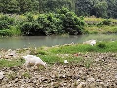 -楠溪江石桅岩