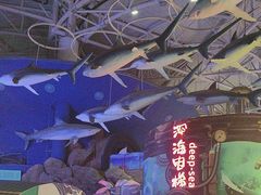 -烟台海昌鲸鲨海洋公园
