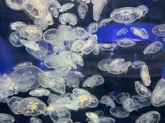 -芜湖新华联大白鲸海洋公园