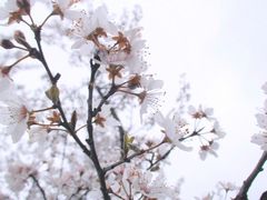 -龙坞茶村