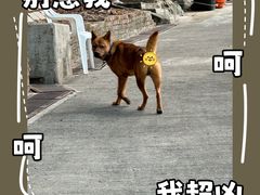 -大澳渔村及棚屋