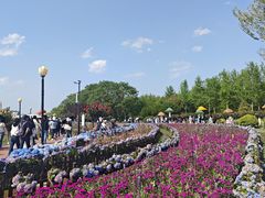 -荷兰花海