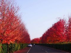 -南京枫彩漫城