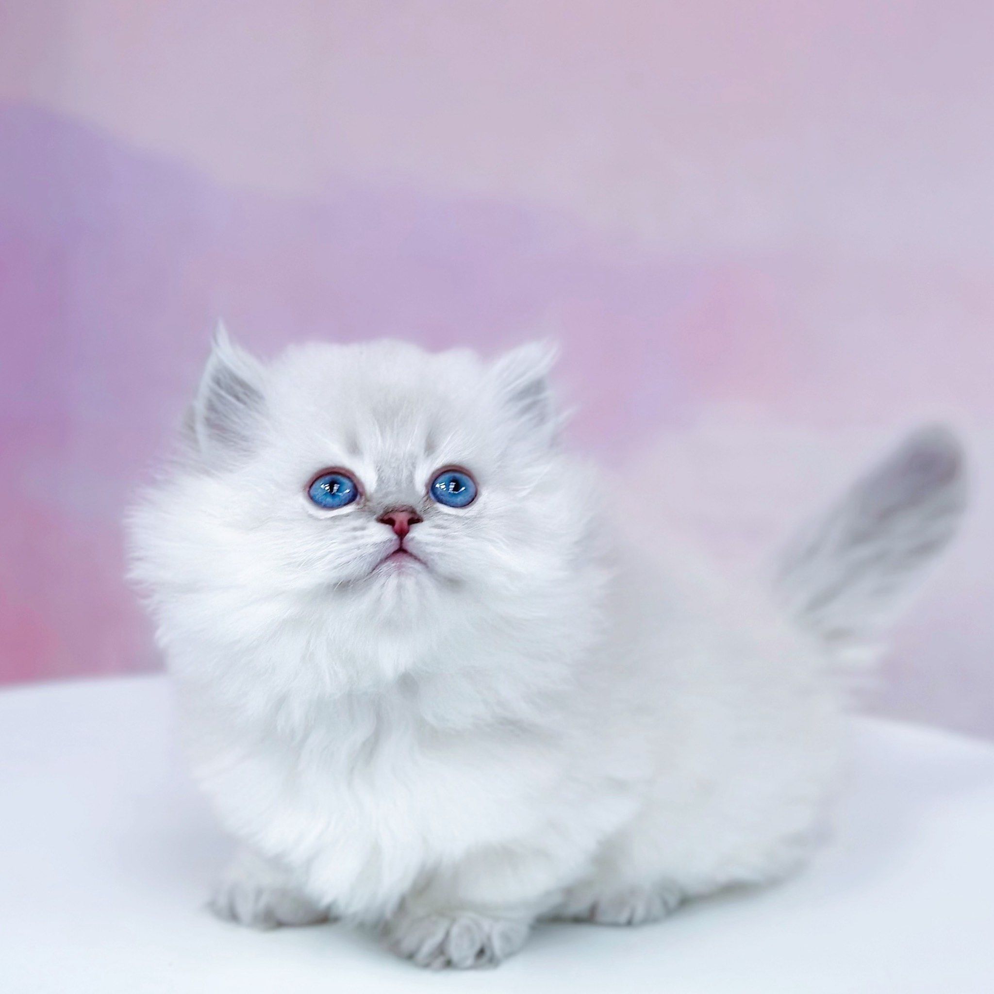 拿破仑银点弟弟