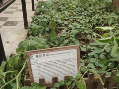 -上海都市菜园